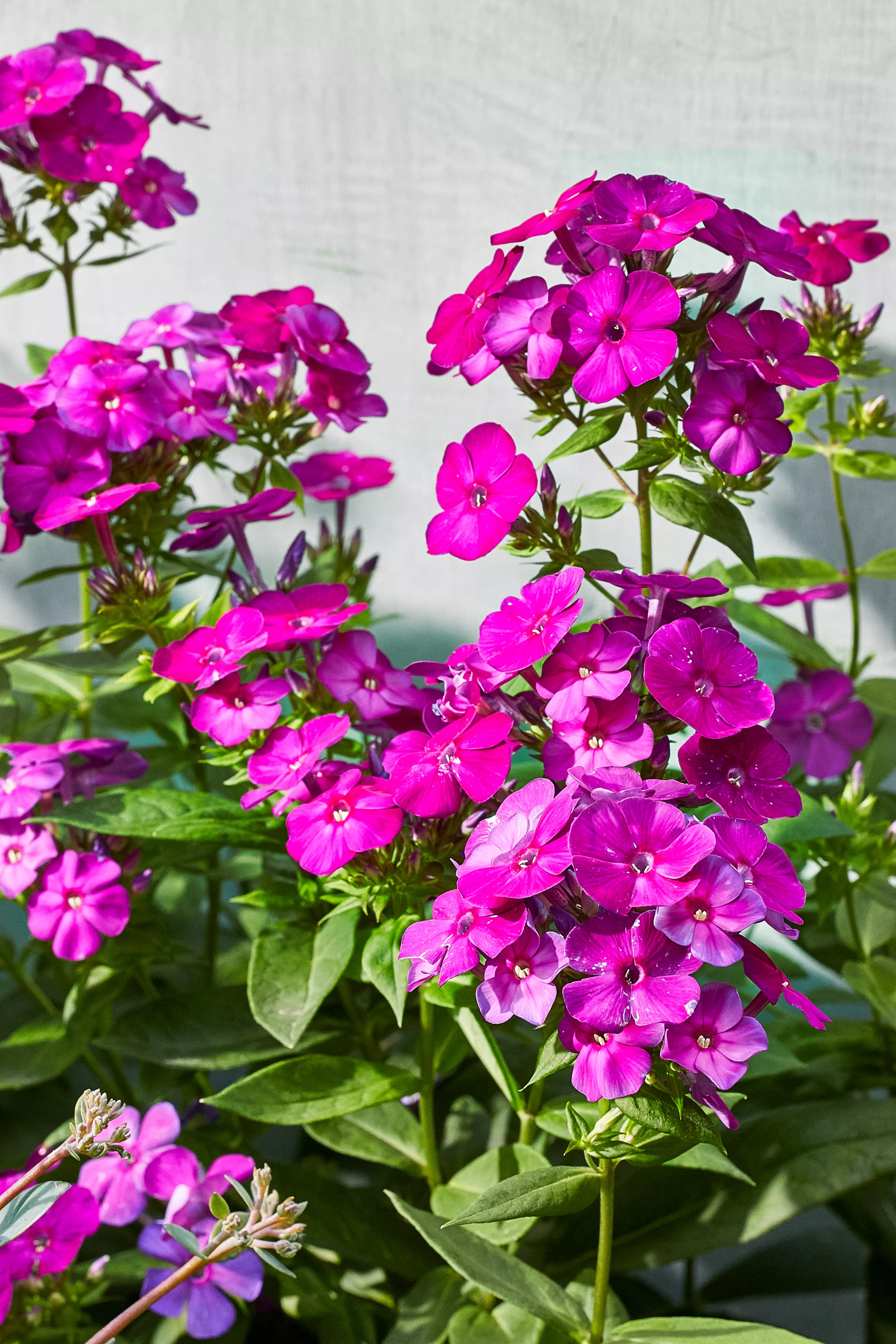 Phlox Ultraviolet