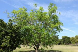 Planter et entretenir un sapotier blanc en méditerranée