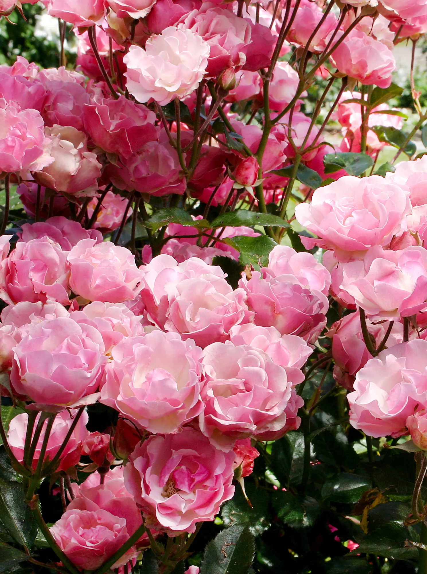 roses Polyantha 'La Marne' en rose