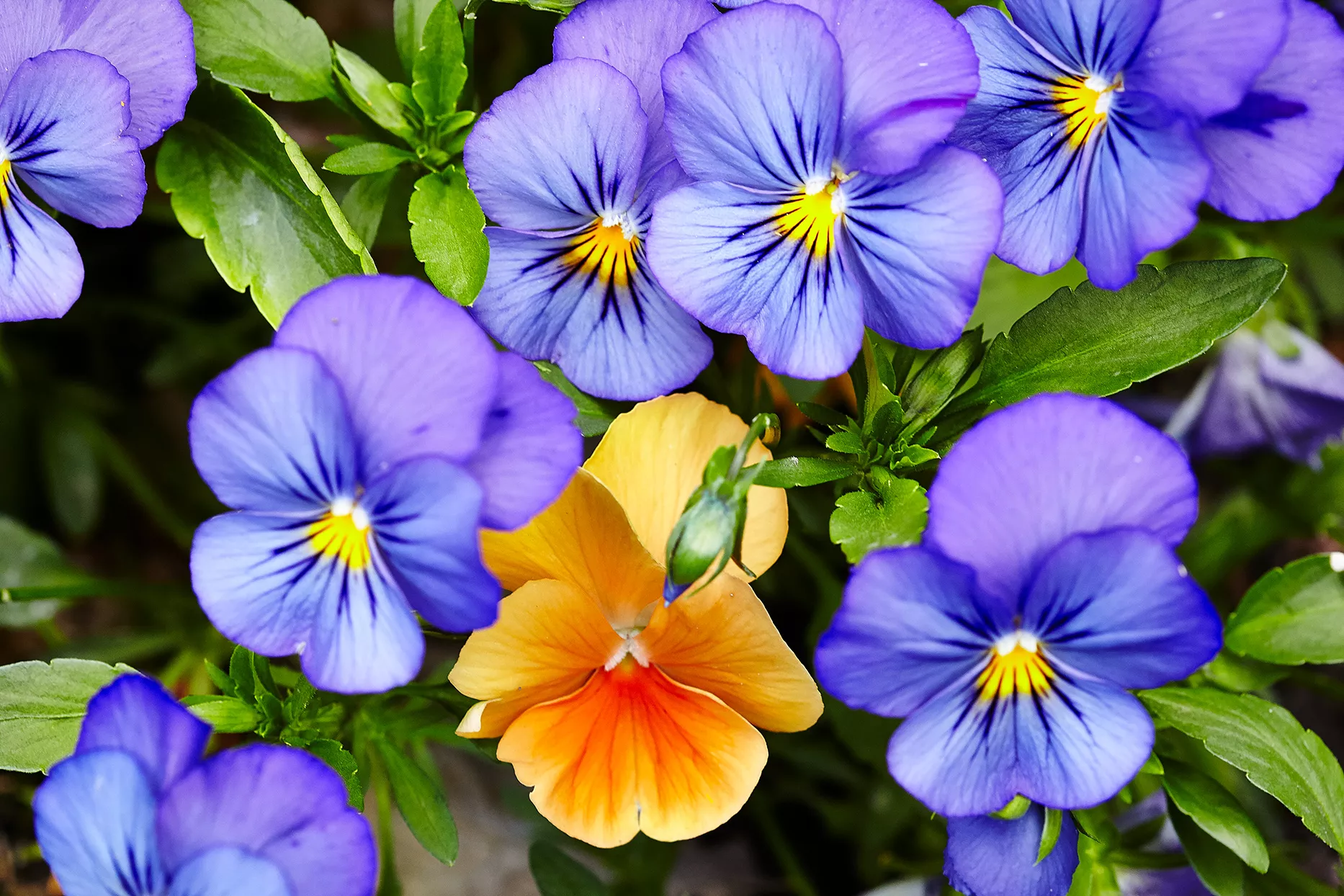 pensées violettes et jaunes plantées ensemble