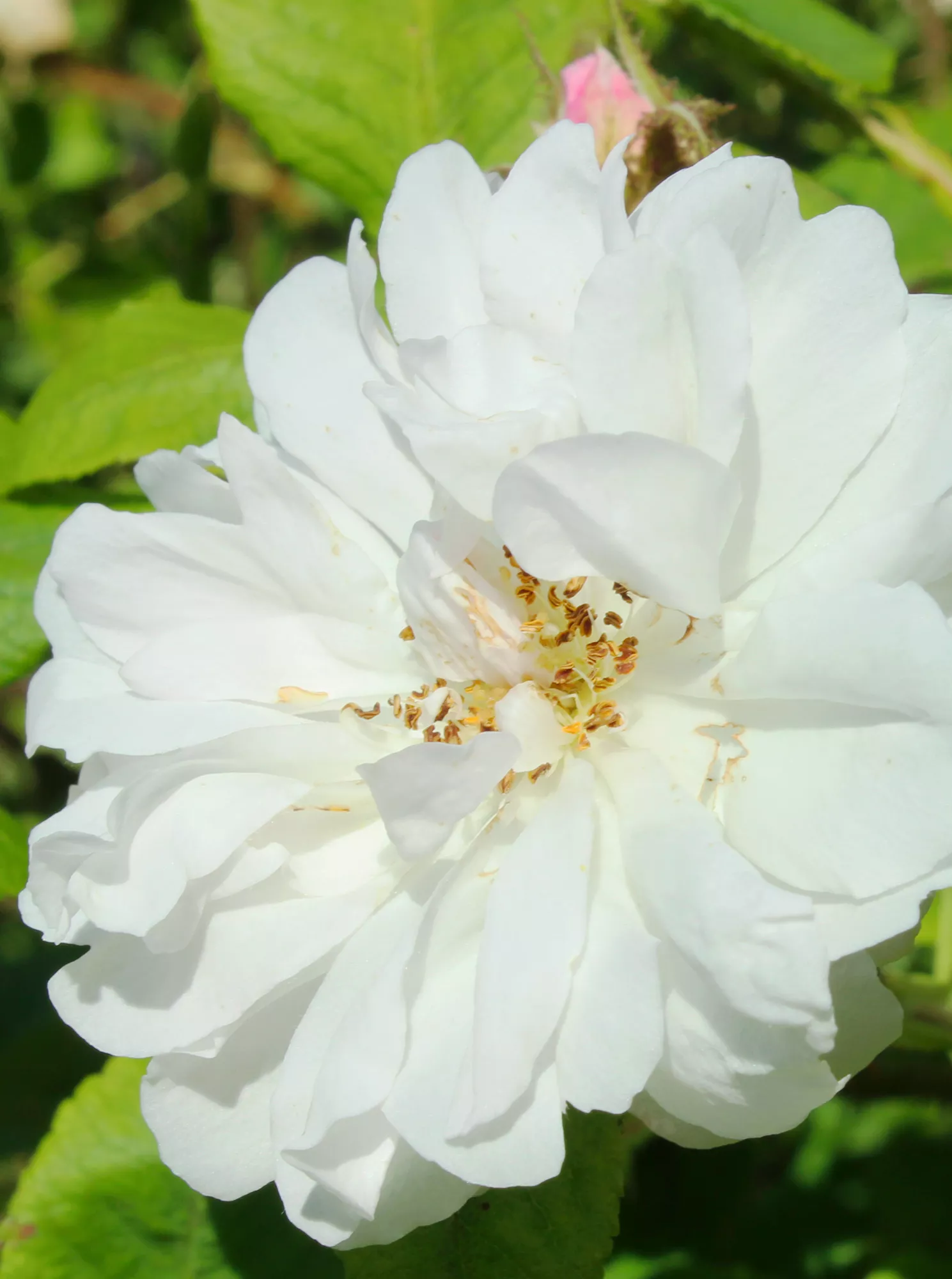 Quatre Saisons Blanc Mousseux rose