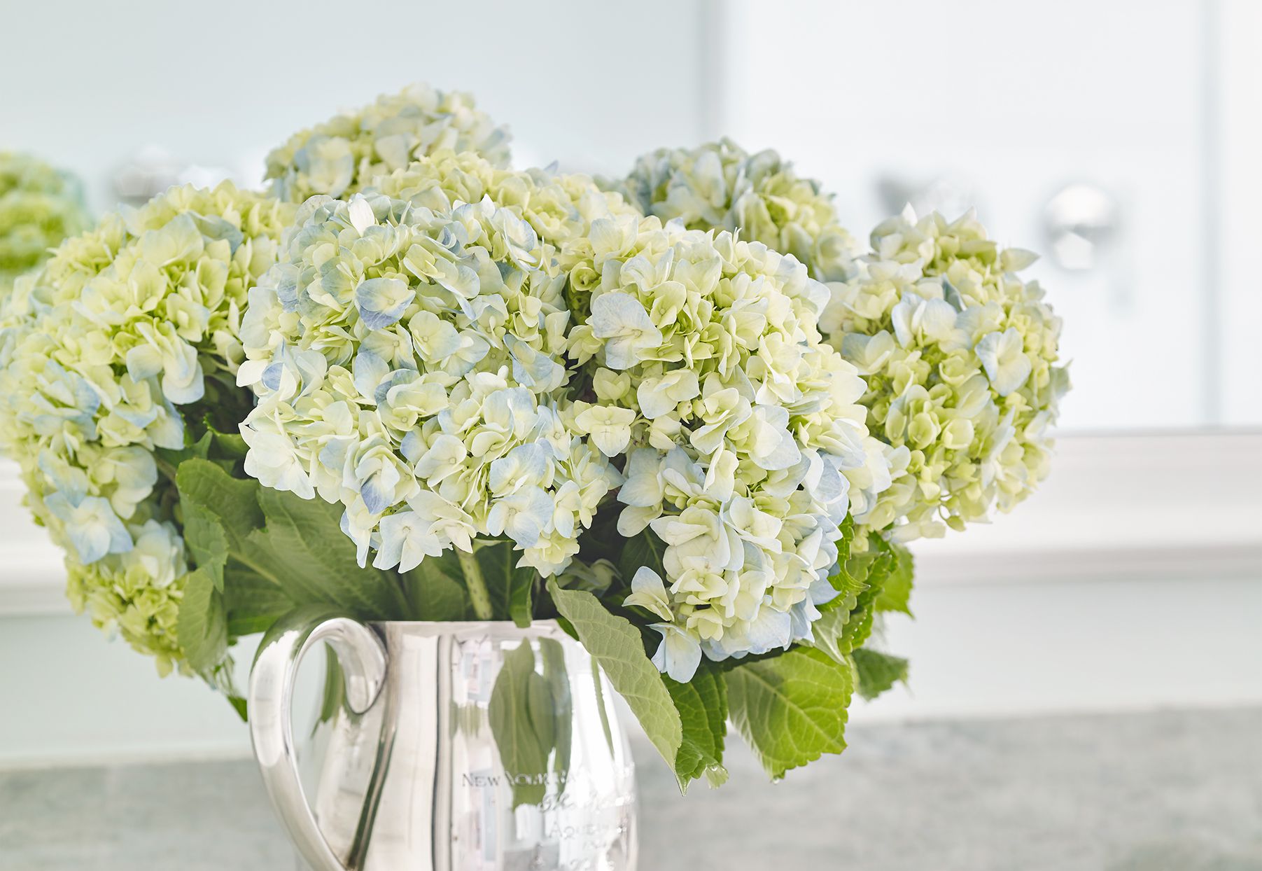 Renaissance des hortensias : astuces pour des fleurs éclatantes