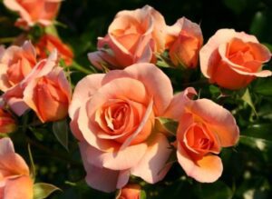 Rosiers Sans Contrainte : la beauté sans entretien au jardin