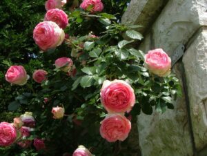 Rosiers parfaits pour le climat méditerranéen : guide pratique