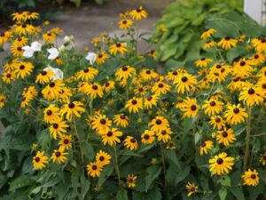 Rudbeckia : les marguerites jaunes qui embellissent votre jardin