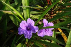 Ruellia brittoniana : Guide pour cultiver le pétunia mexicain