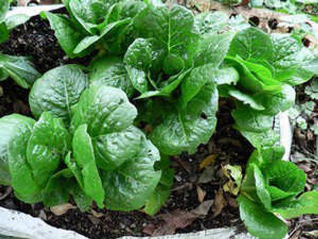 Salades à semer pour un automne et un hiver gourmands