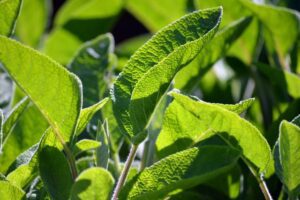 Sauge officinale : une herbe bénéfique pour votre jardin et santé