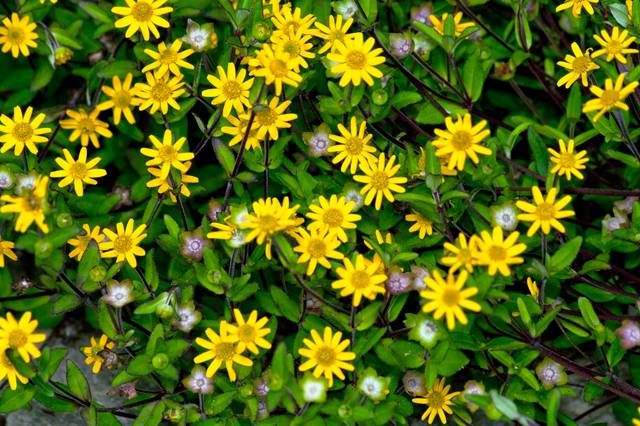 Semer et entretenir Sanvitalia procumbens pour un jardin fleuri