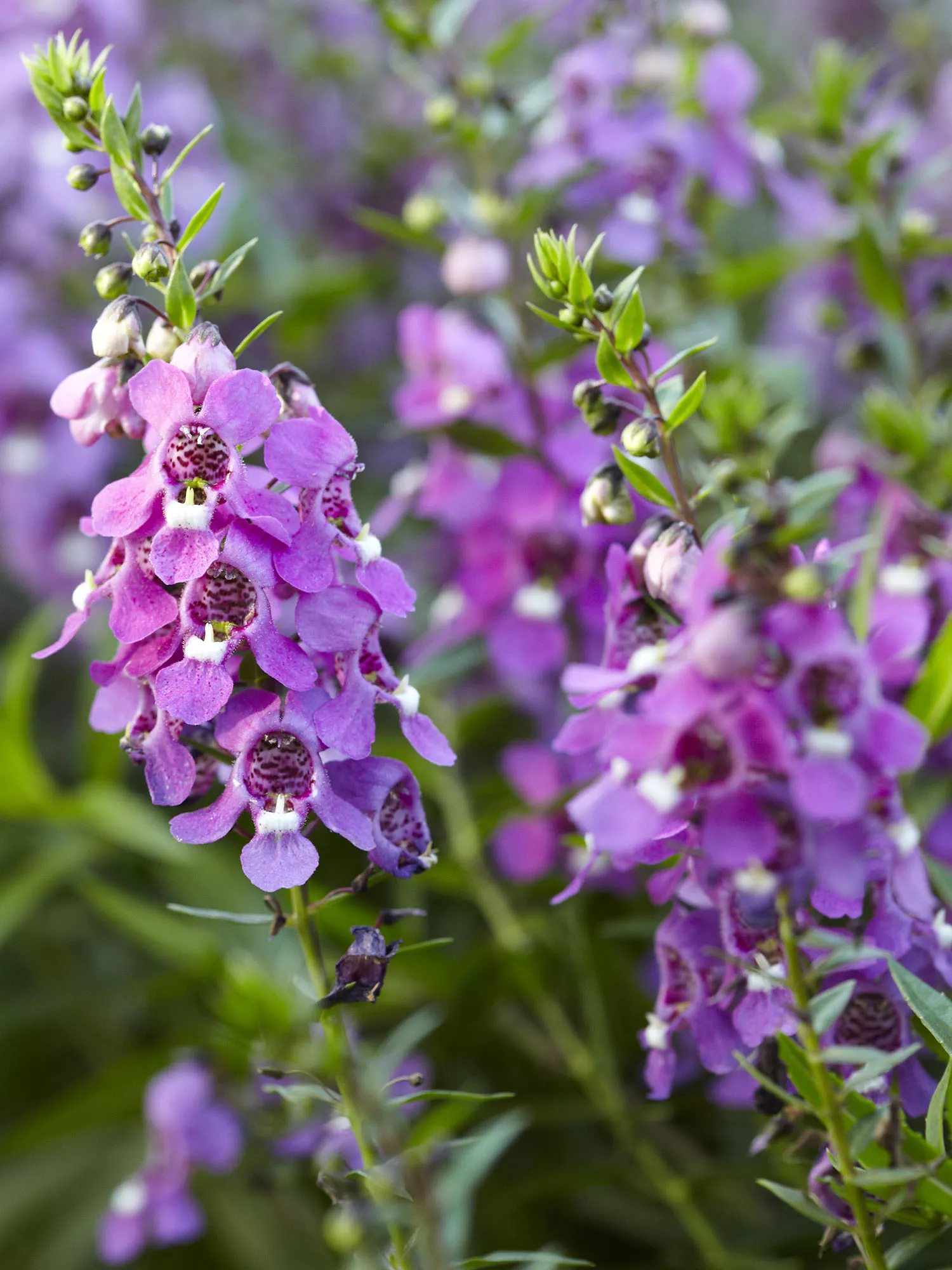 Serenita Raspberry Angelonia