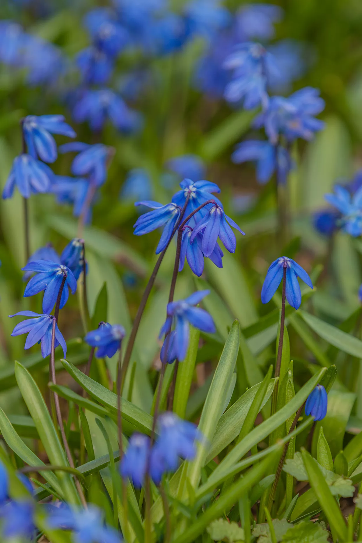 fleurs bleues de scille de Sibérie en pleine floraison