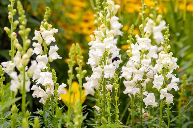 Snapdragons : Éternels ou éphémères dans votre jardin ?