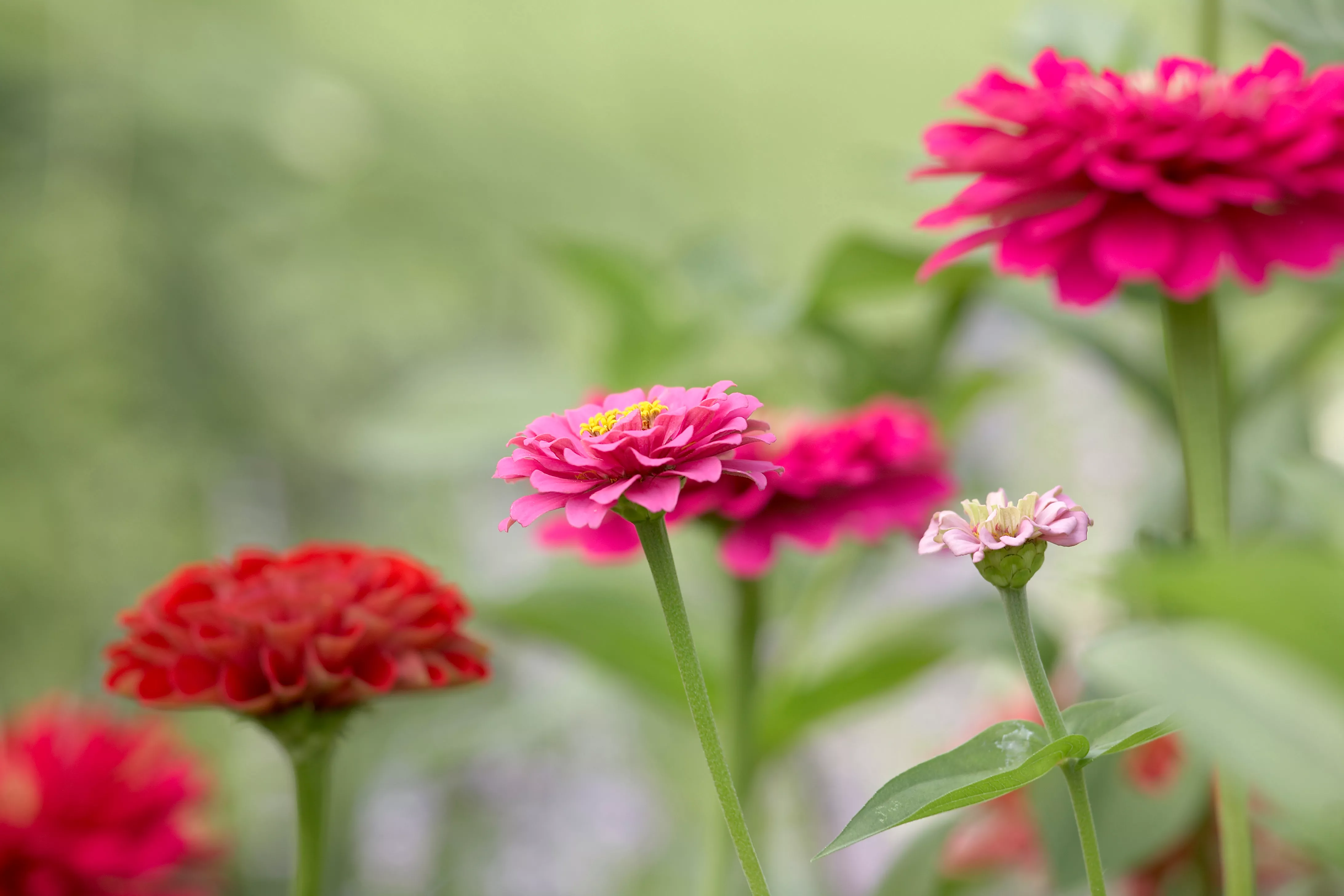 Fleur de Zinnia