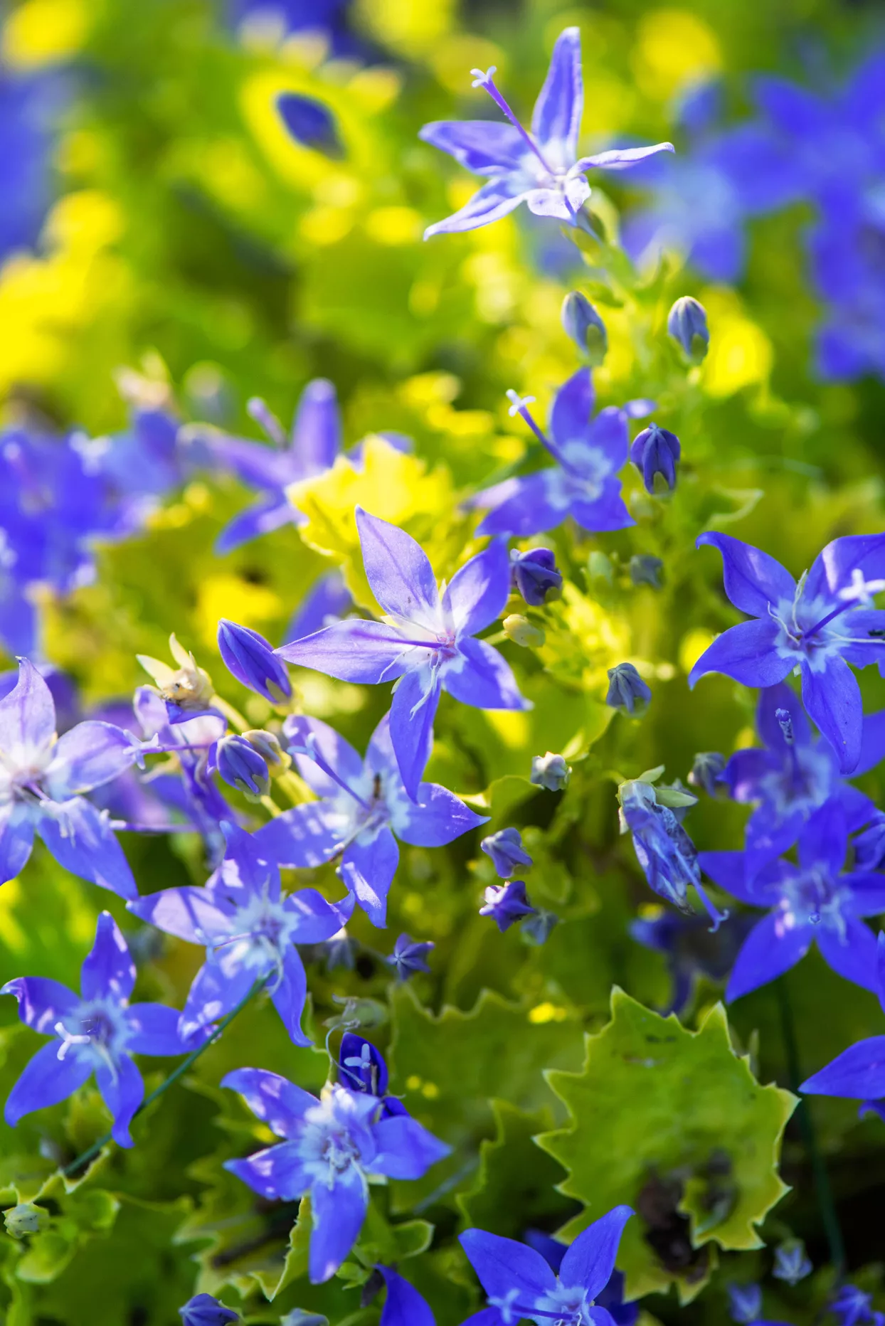 adriatic bellflower