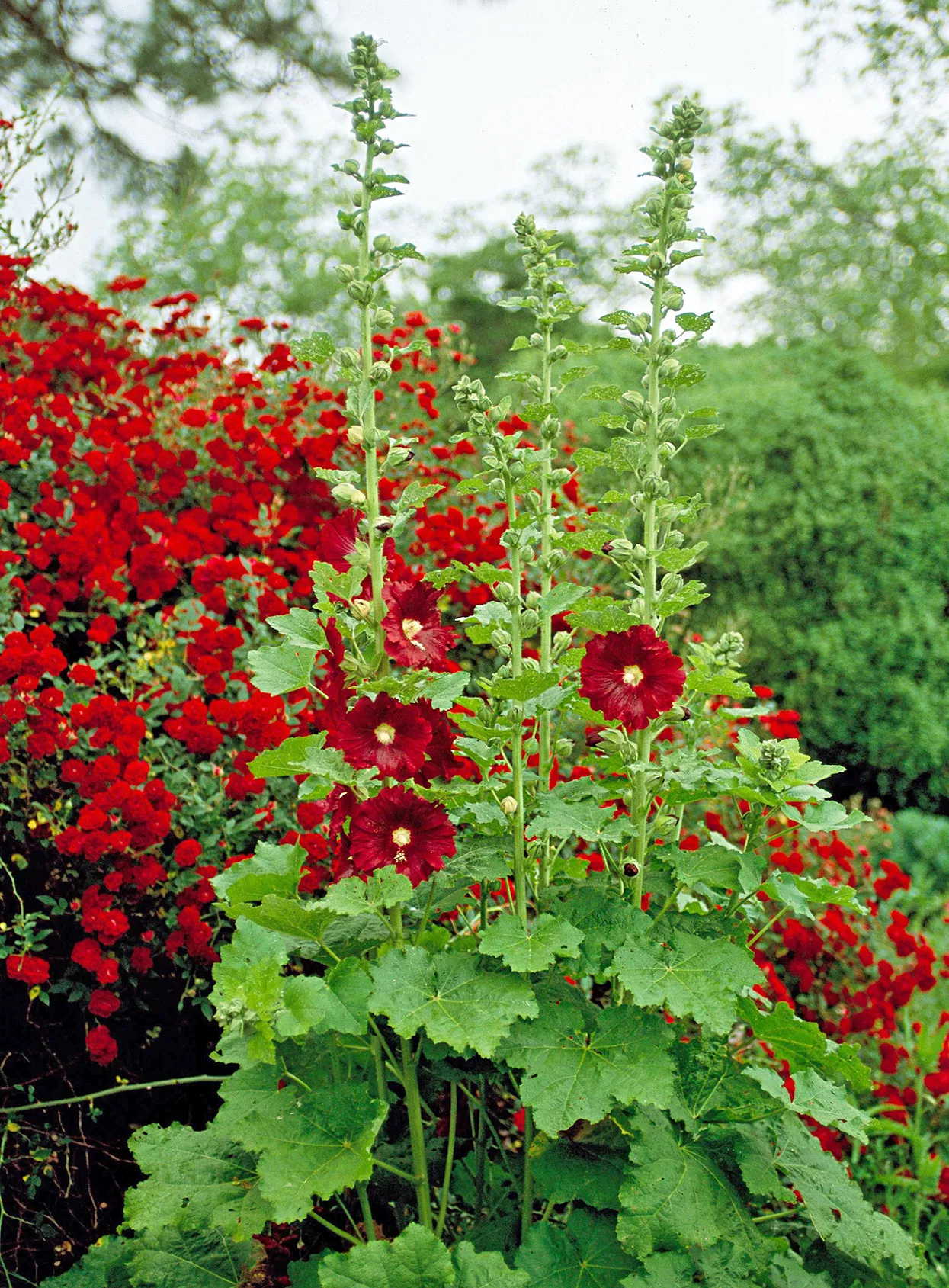 Alcea rosea 'Old Barnyard Mix' Hollyhock