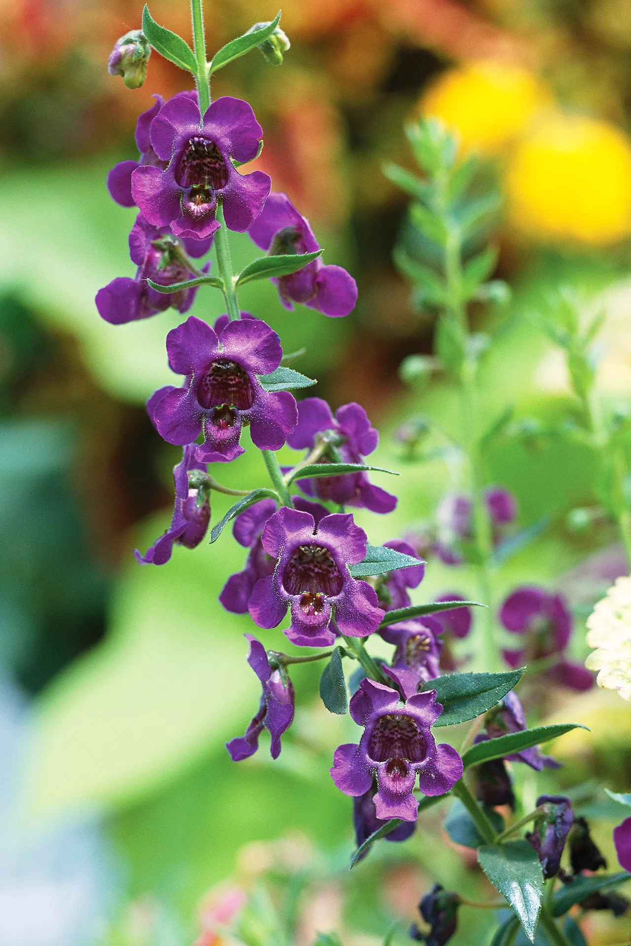 angelmist dark plum angelonia