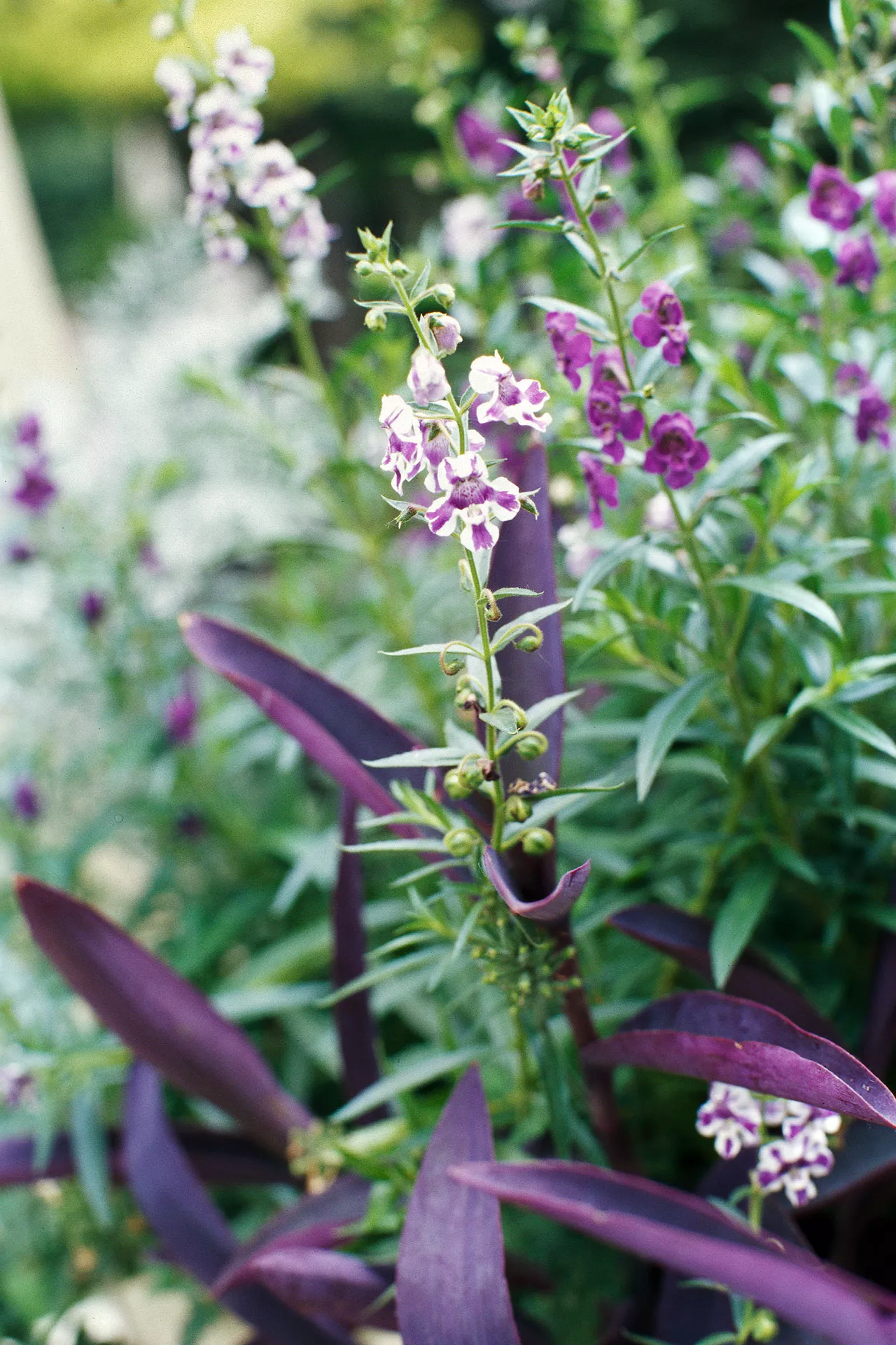 angelmist purple stripe angelonia