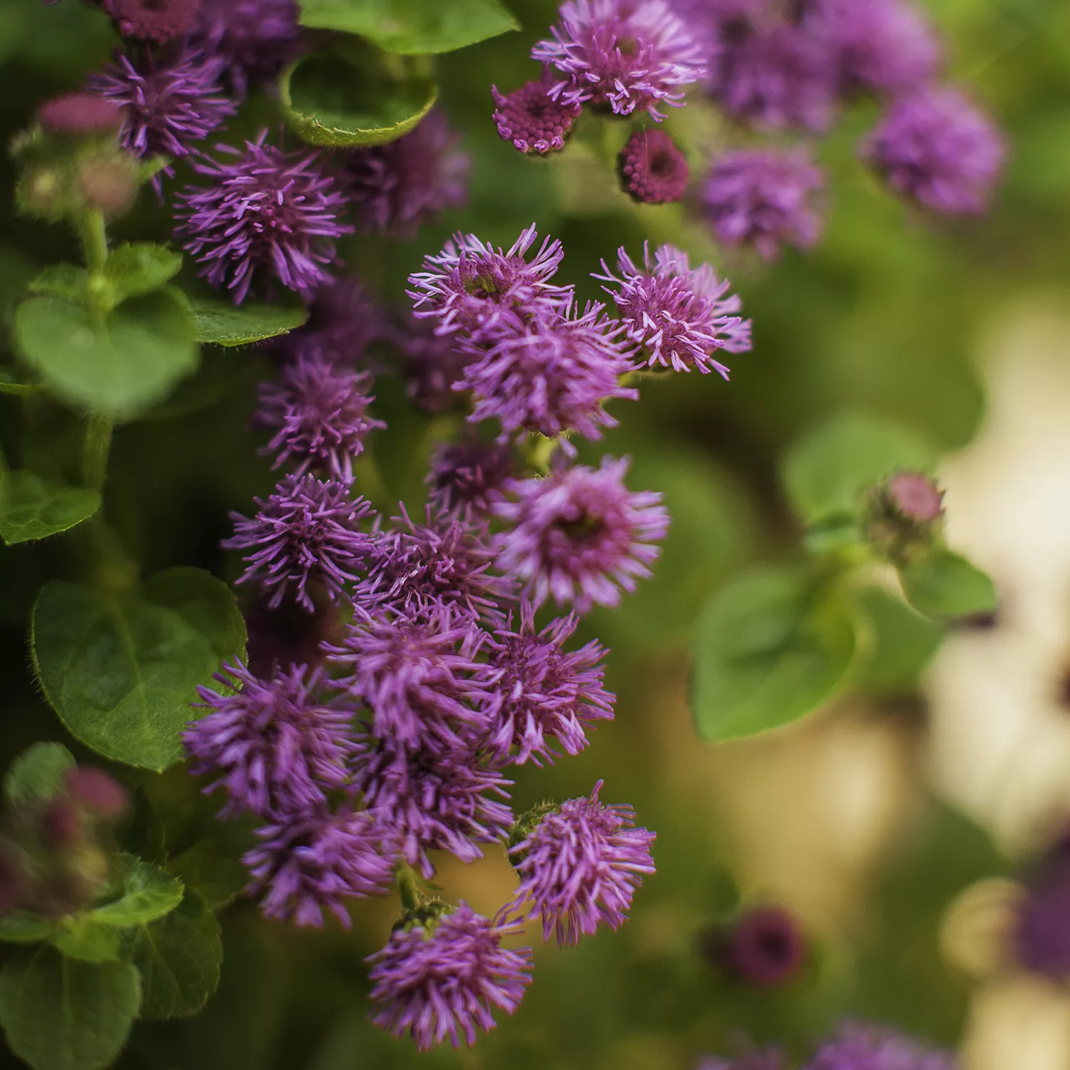 Ageratum hybrid 'Artist' Purple