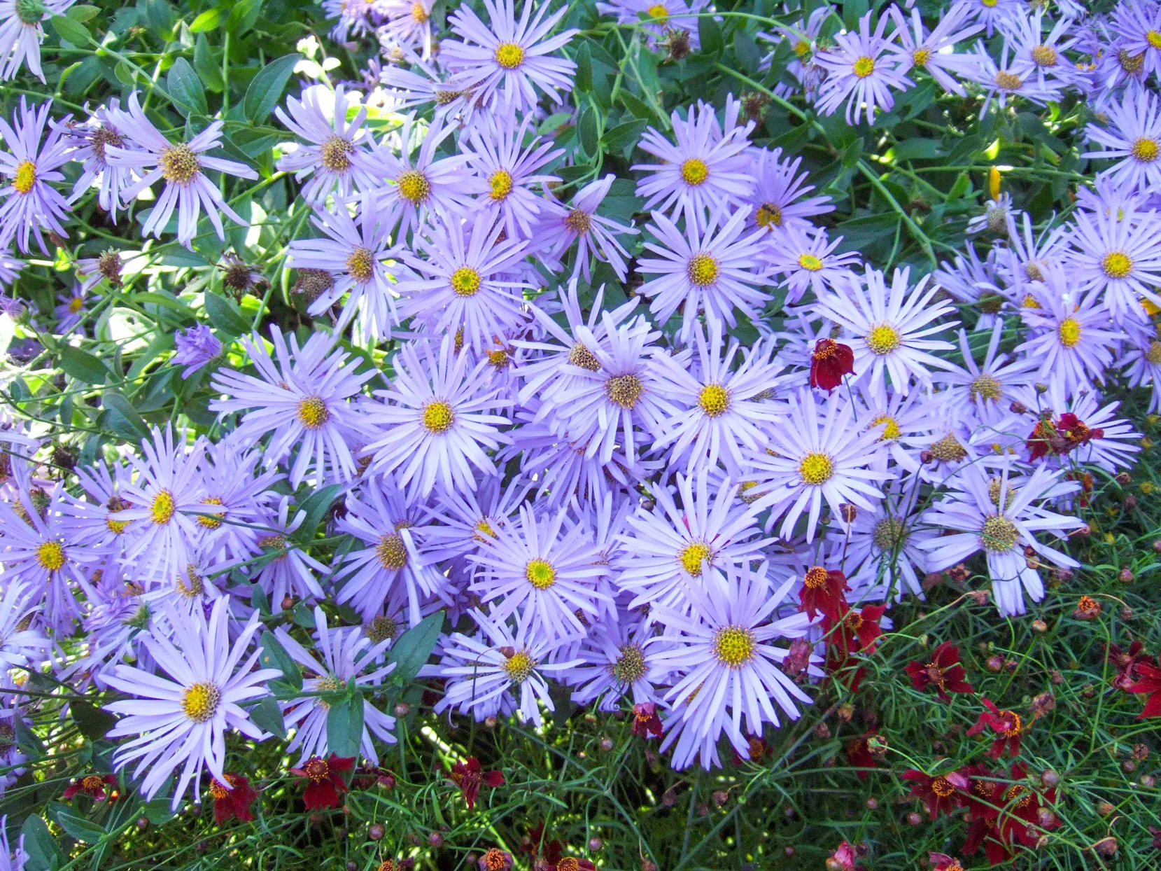 Aster