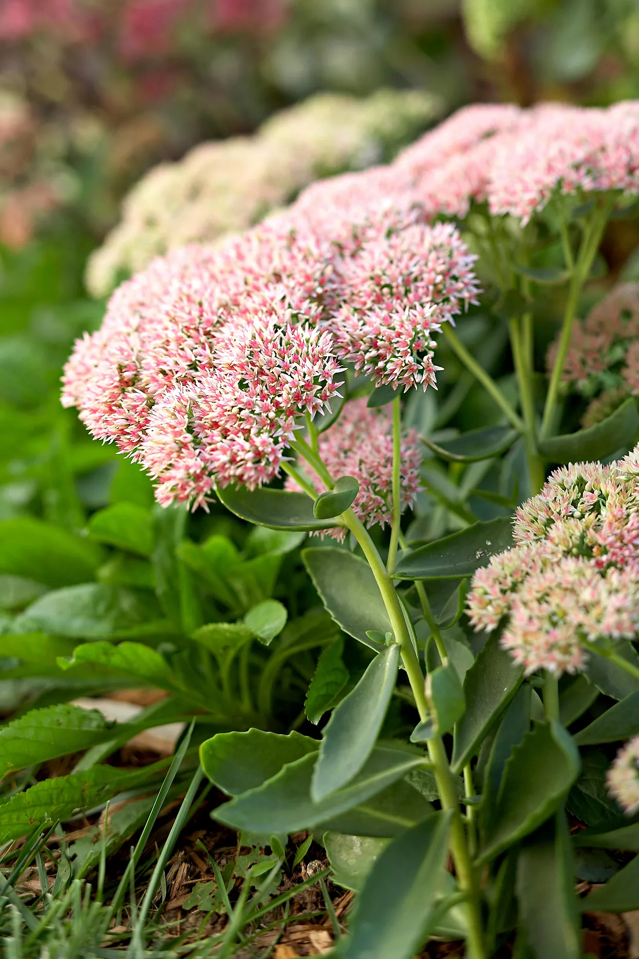 détails des fleurs roses de Sedum 'Autumn Joy'