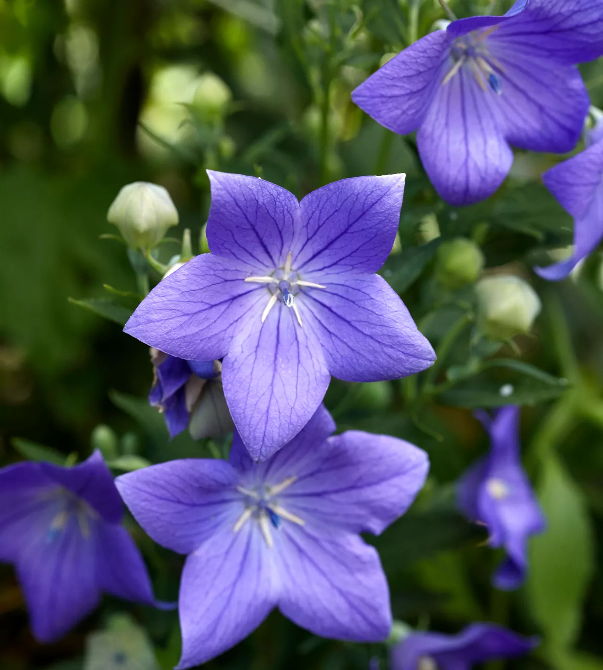 Fleur de ballon