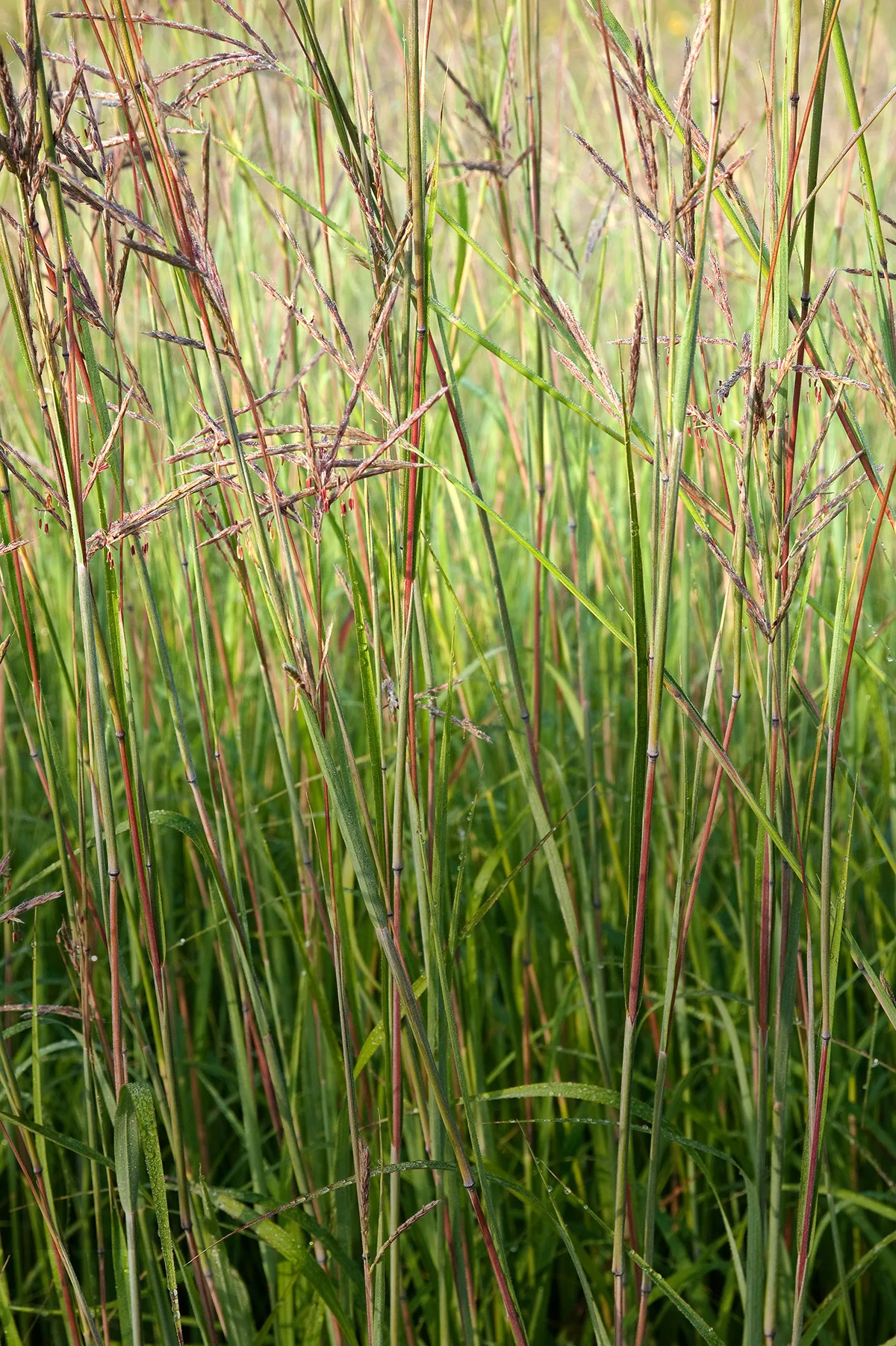 Grande herbe bleue (Andropogon gerardii)