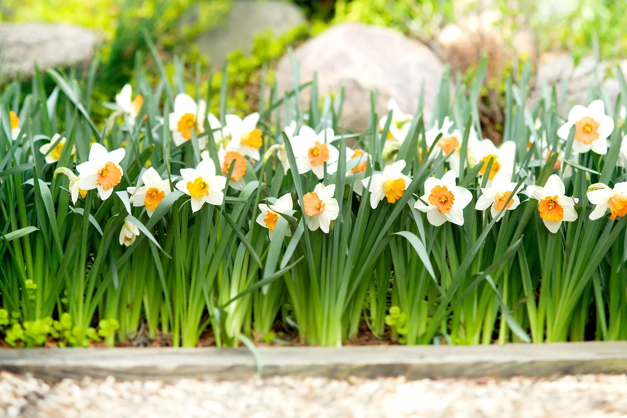 jonquilles en fleurs dans un massif de jardin