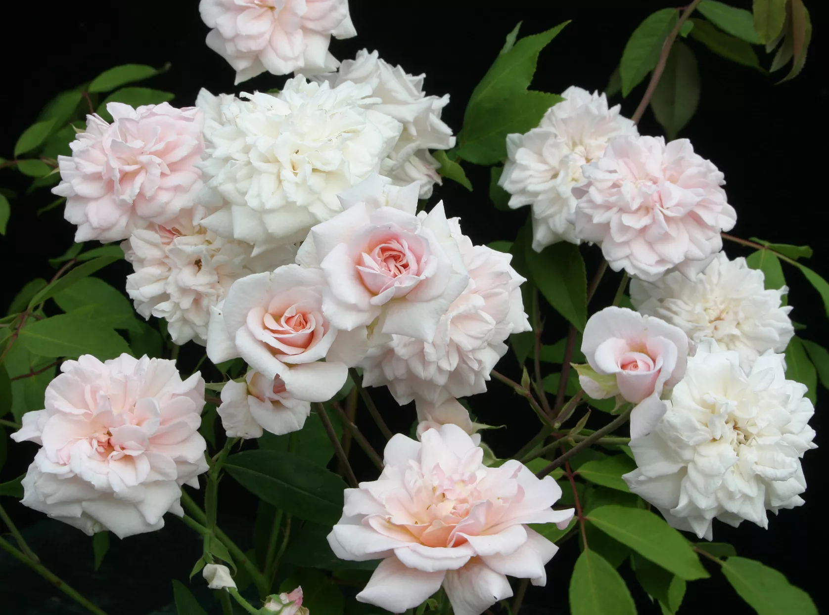 roses cécile brunner en pleine floraison