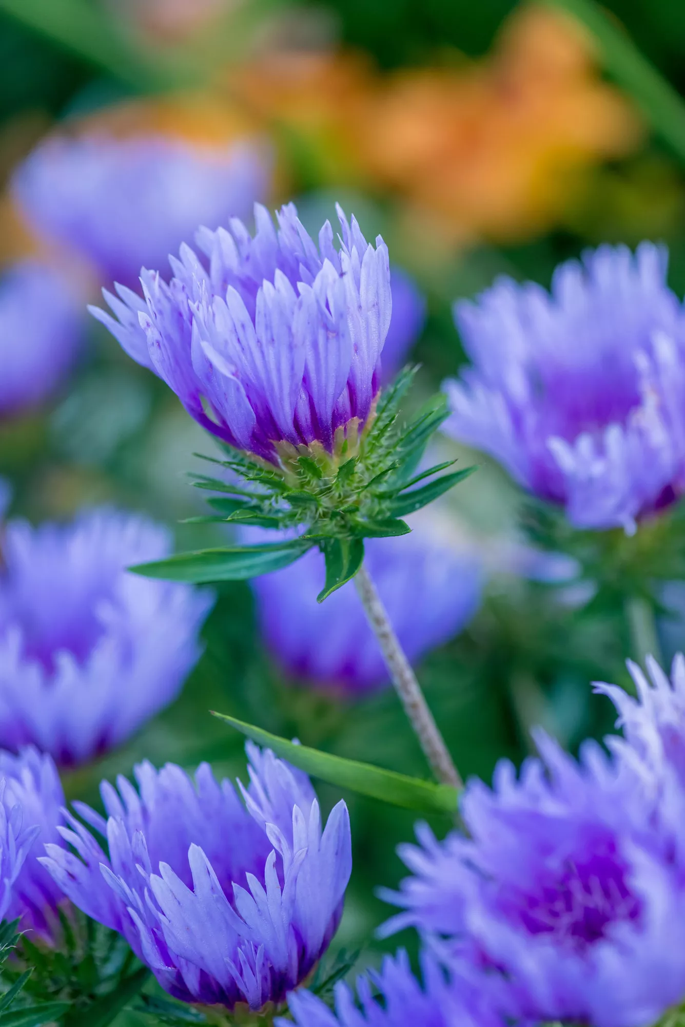 blue danube flower