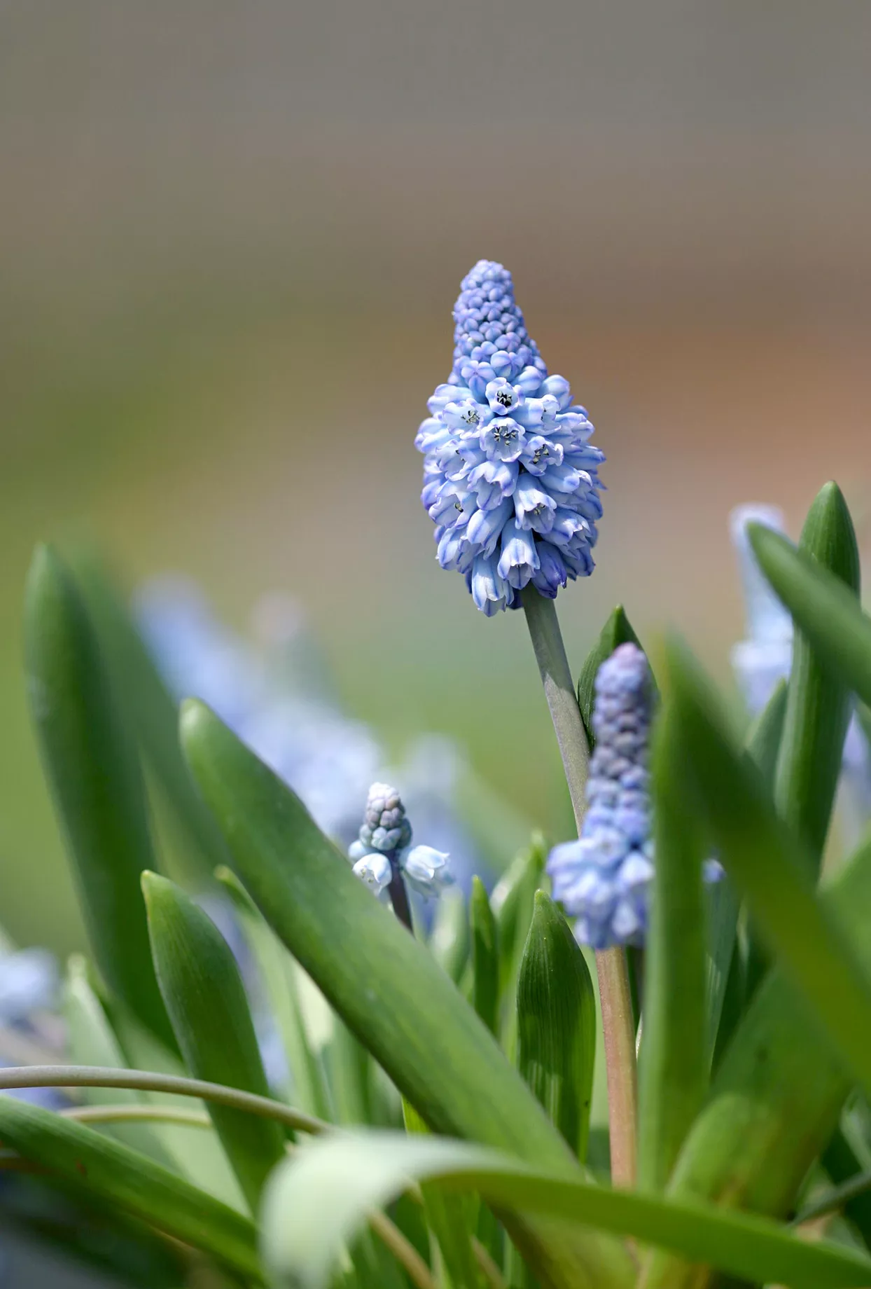 blue grape hyacinth Muscari azureum