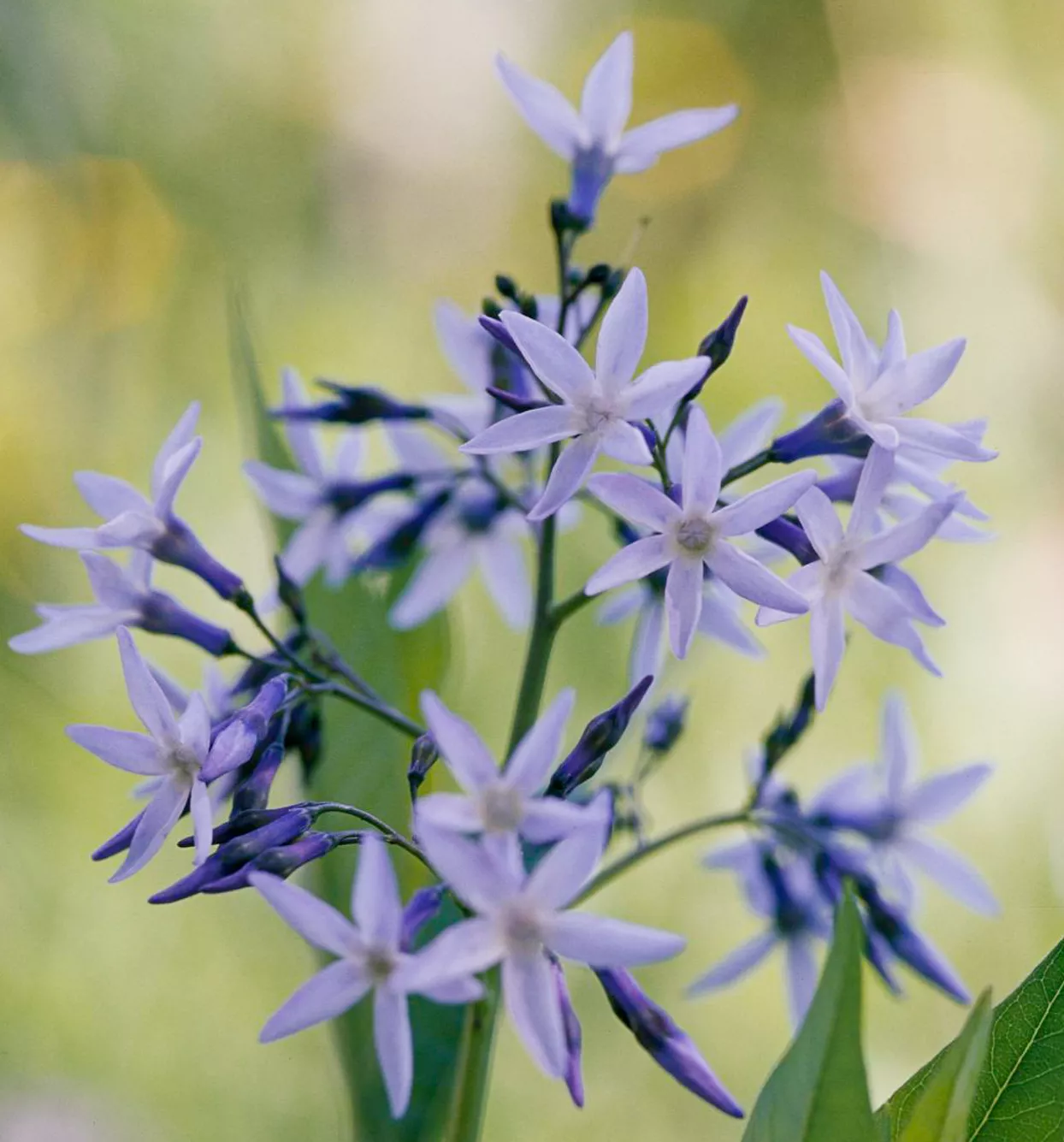 Bluestar Amsonia