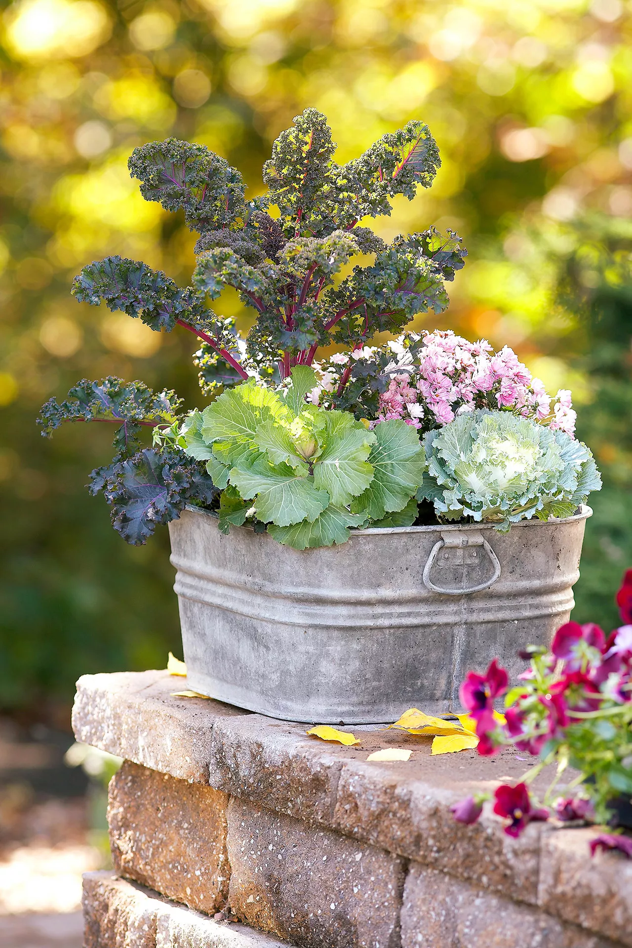 chrysanthèmes dans un seau en métal galvanisé