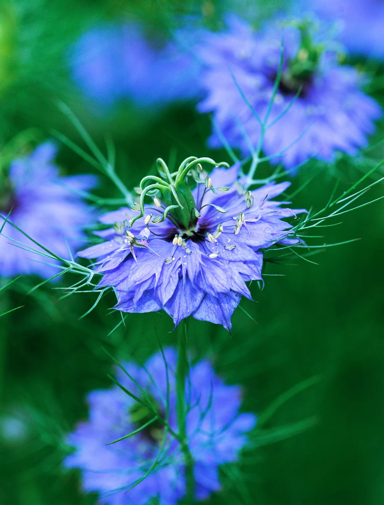 Cambridge Blue Nigella