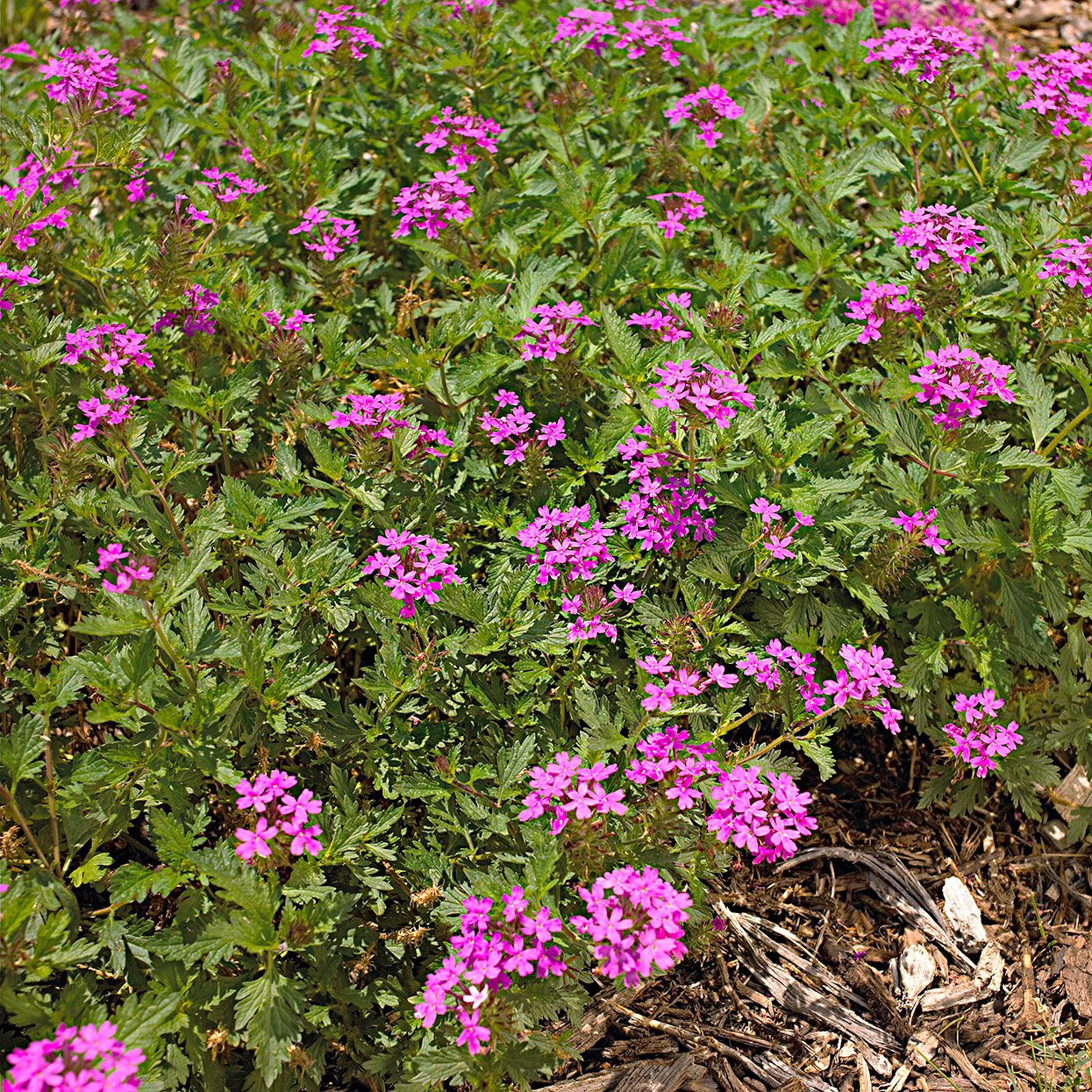 Verveine rose en cascade