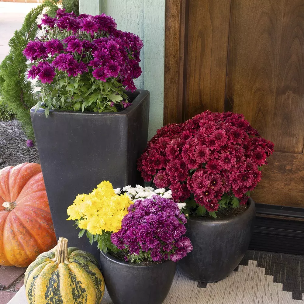 chrysanthèmes tricolores en pot