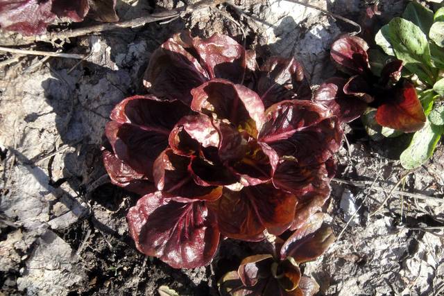 Chicorée italienne 'Rouge de Vérone' (Cichorium intybus var. foliosum)