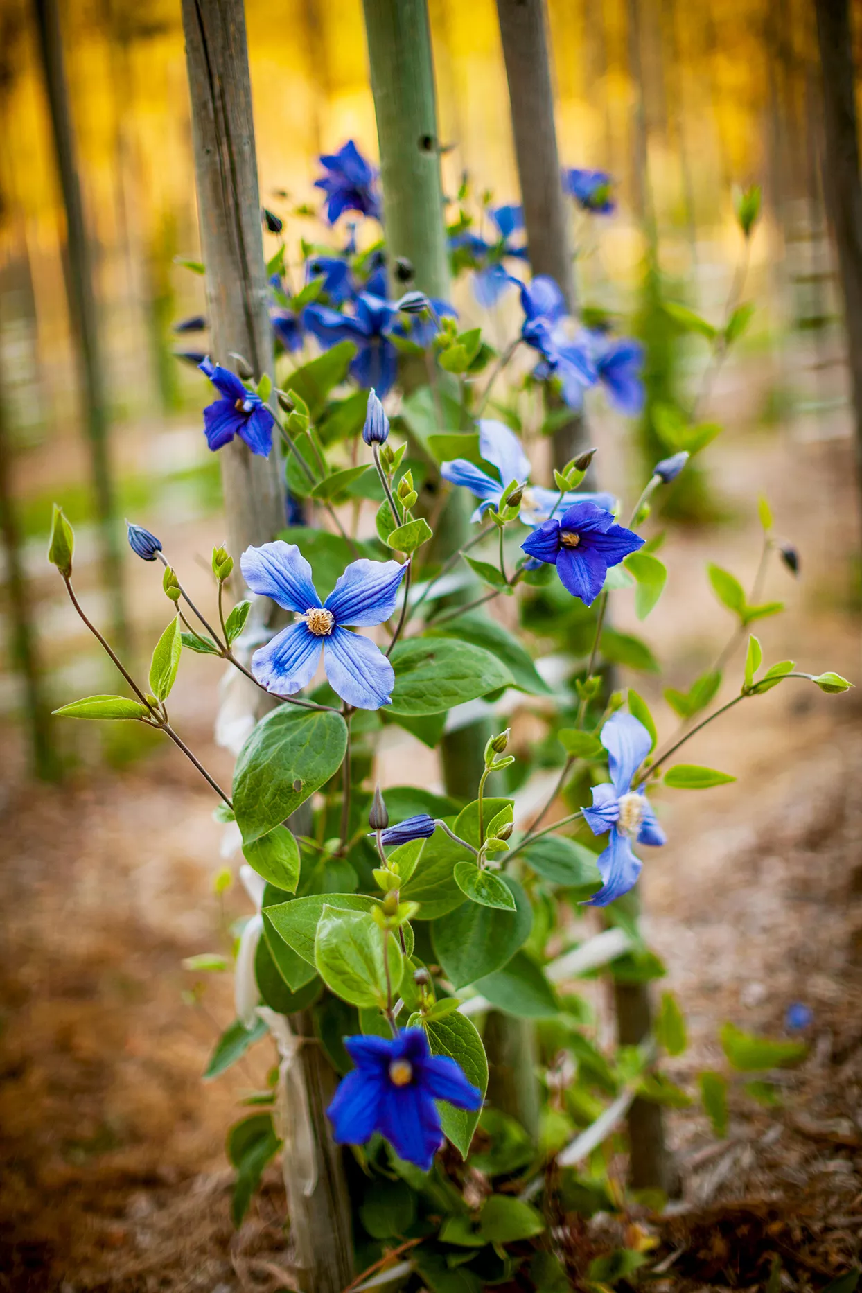 Clematis growing in field