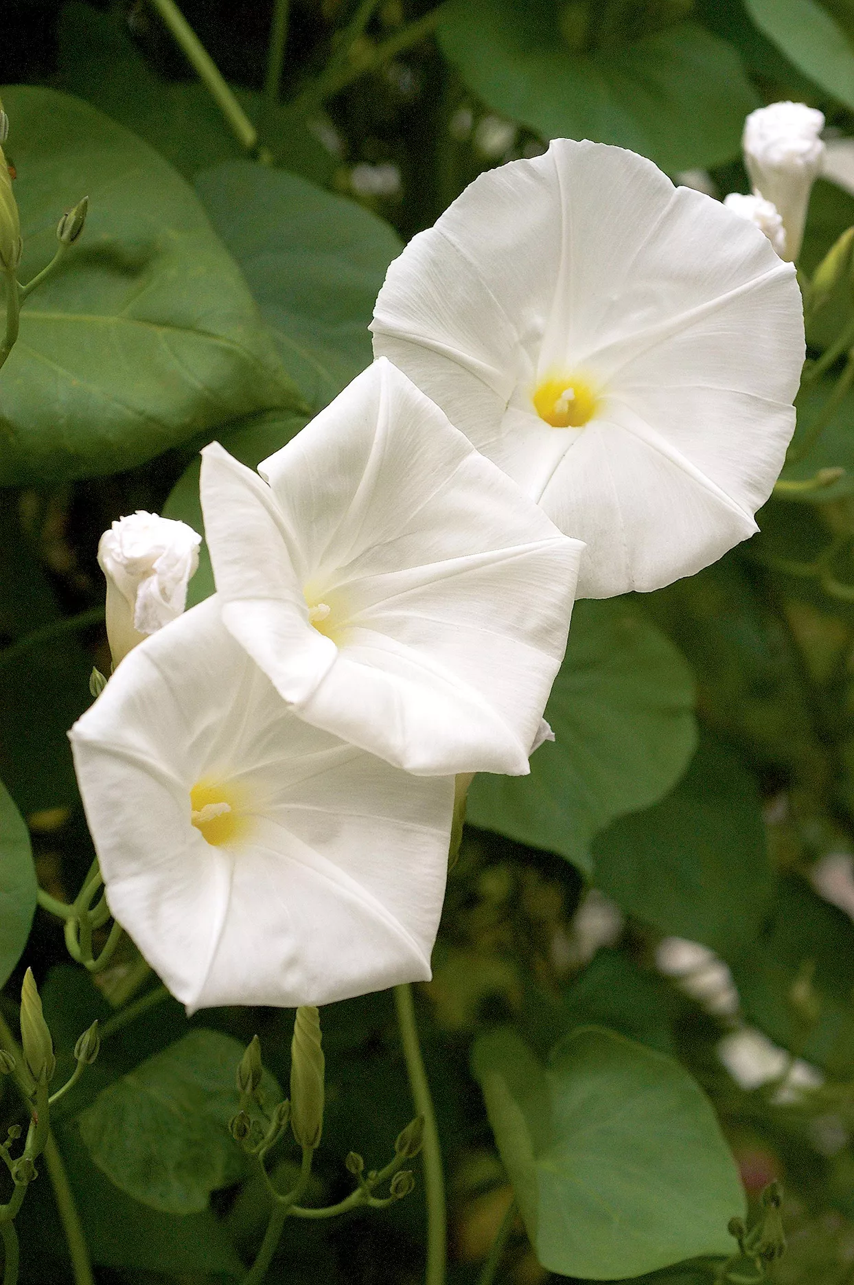 Gros plan d'une fleur de lune blanche