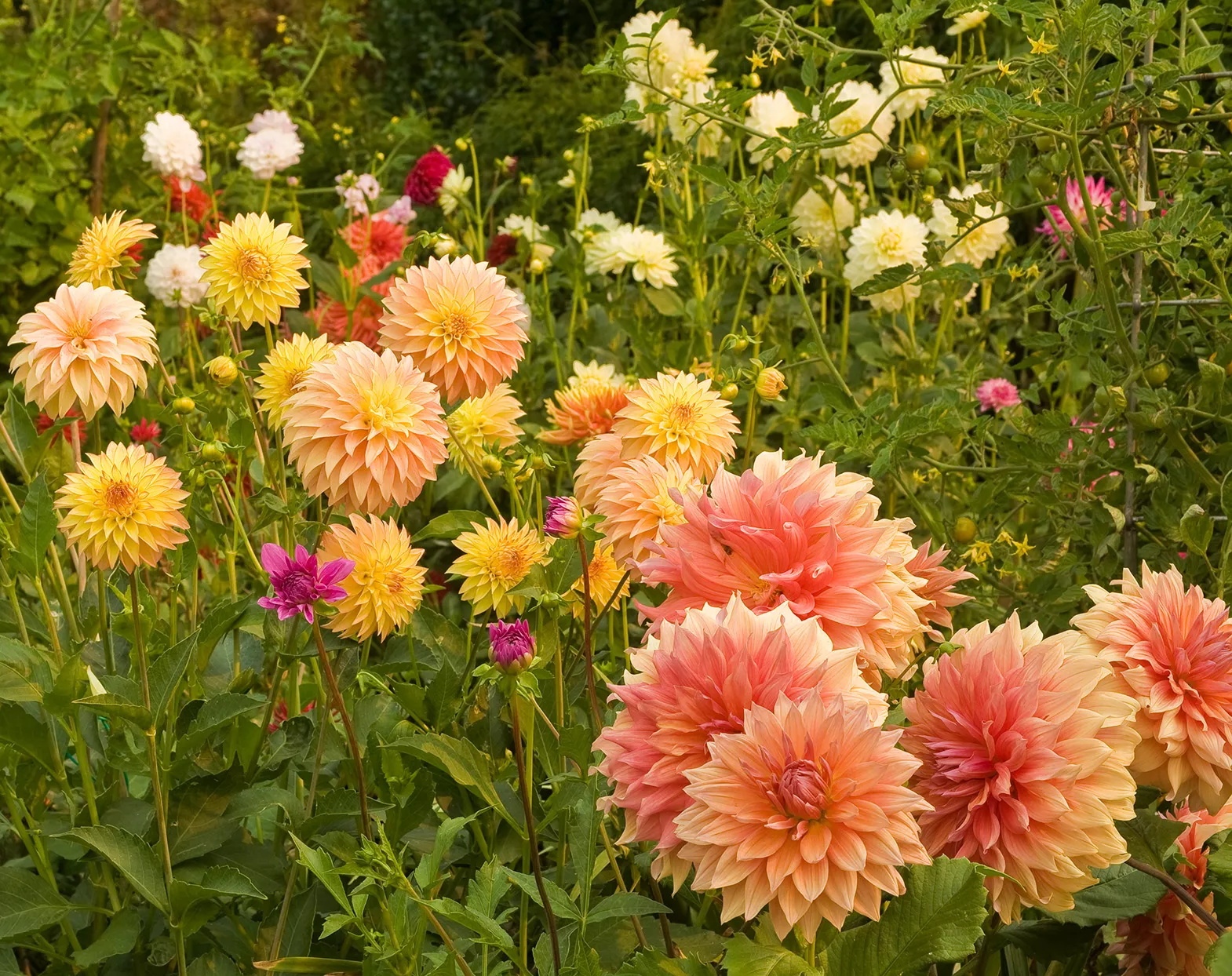 Dahlia orange clair et jaune se développant ensemble dans le jardin