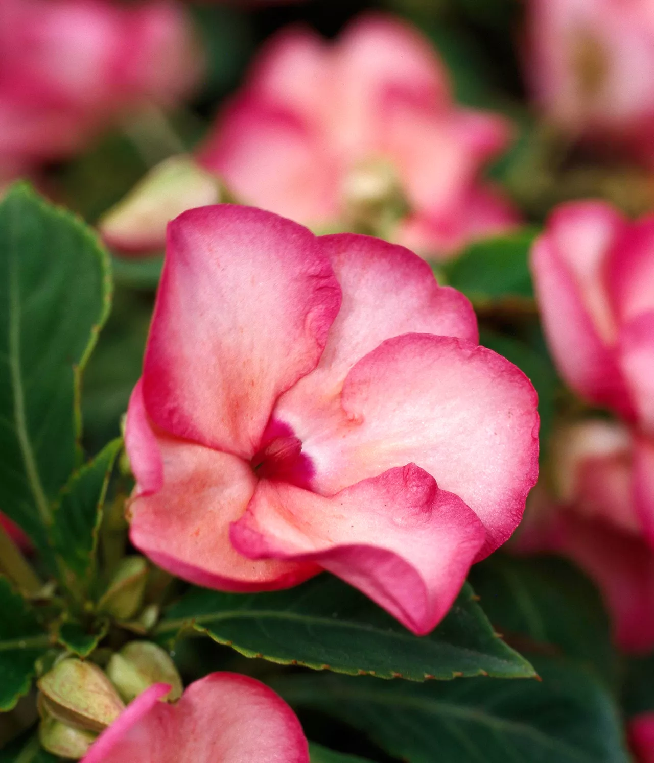 Coral Swirl Impatiens