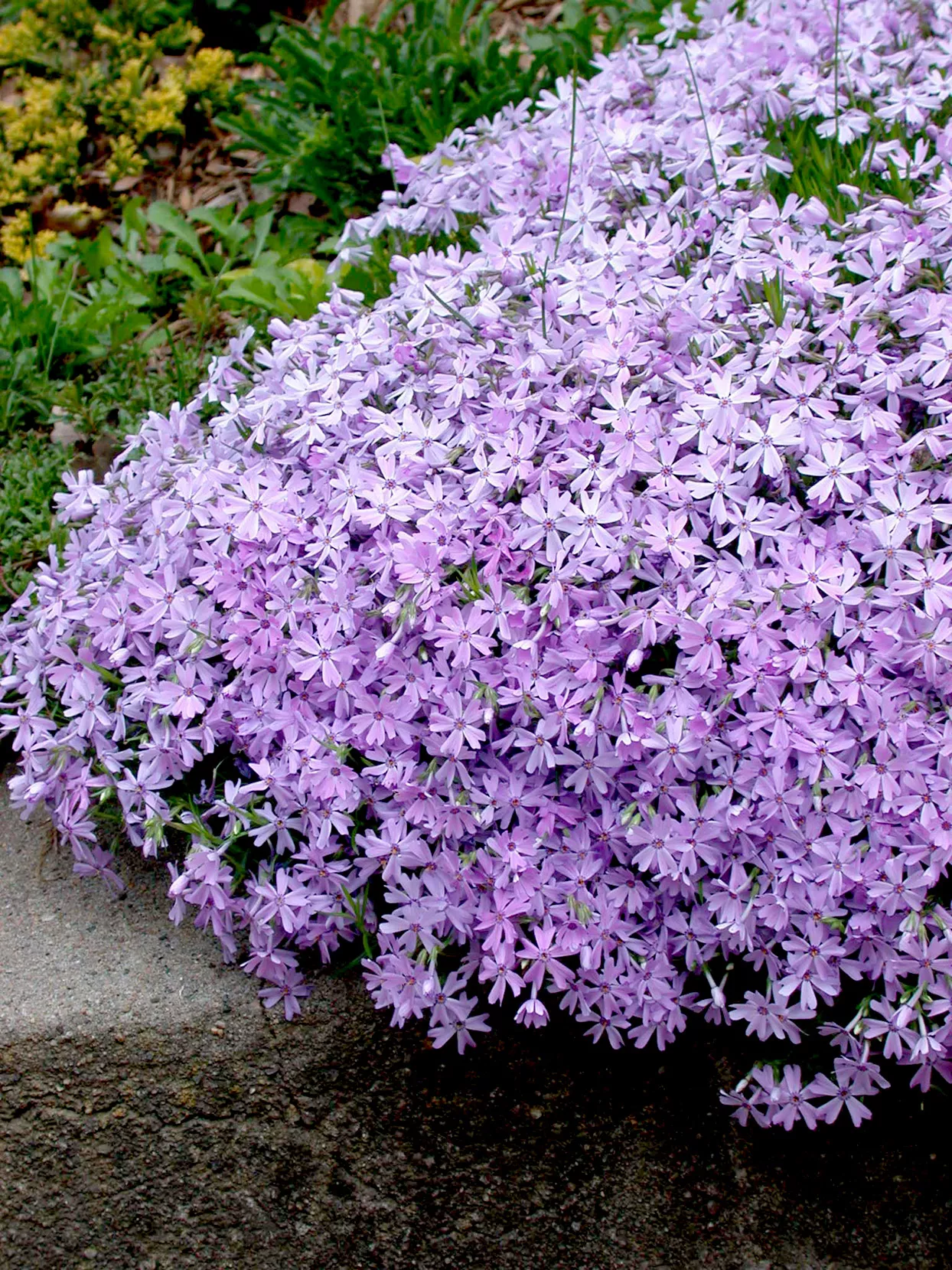 Creeping phlox