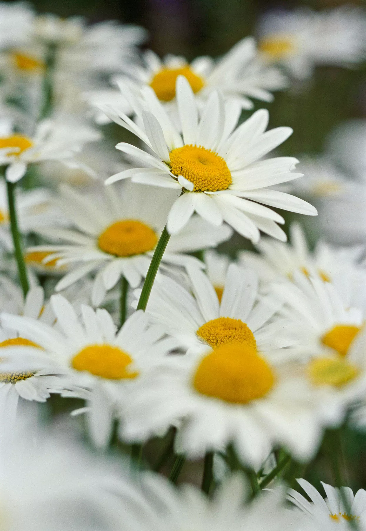 marguerite (Leucanthemum)