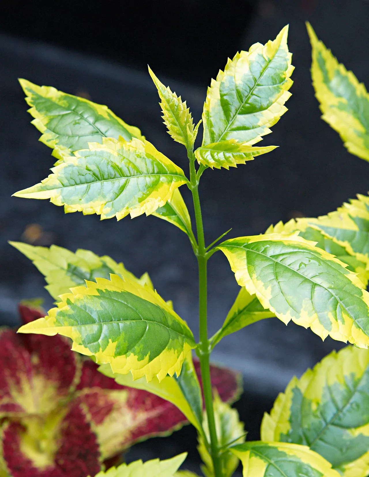 Duranta erecta 'Gold Edge'