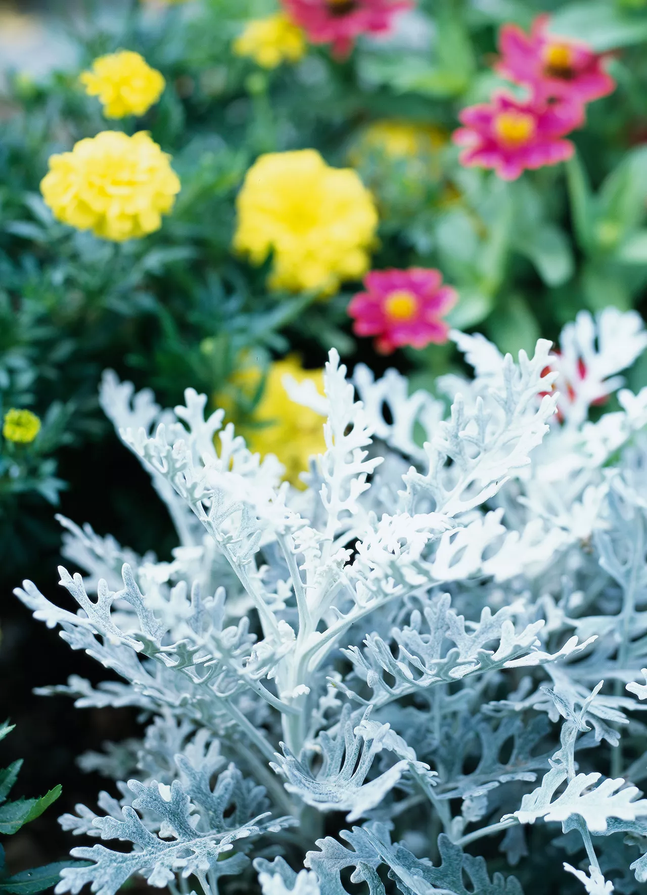 Dusty Miller