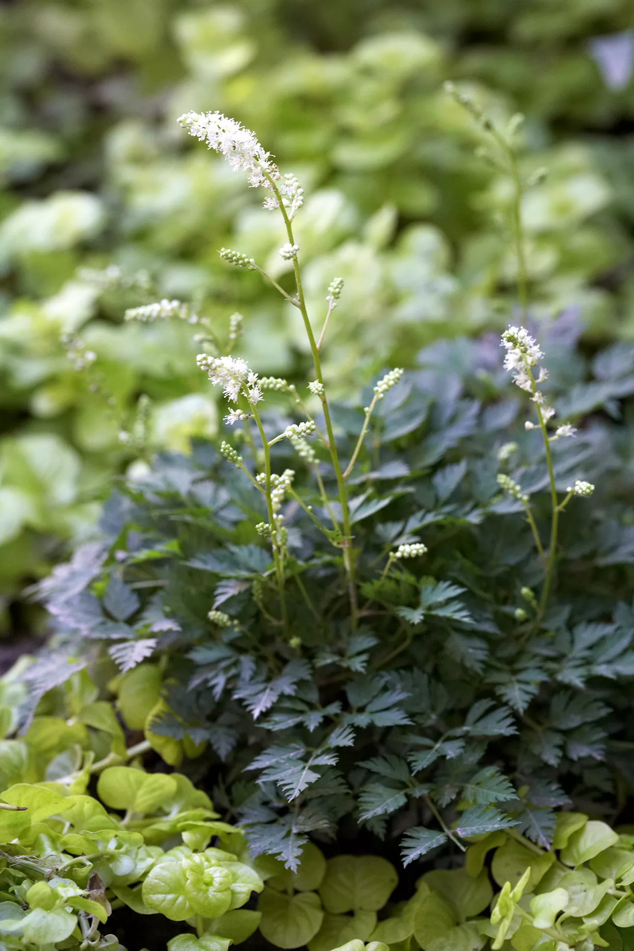 Dwarf Goatsbeard Aruncus aethusifolius plant