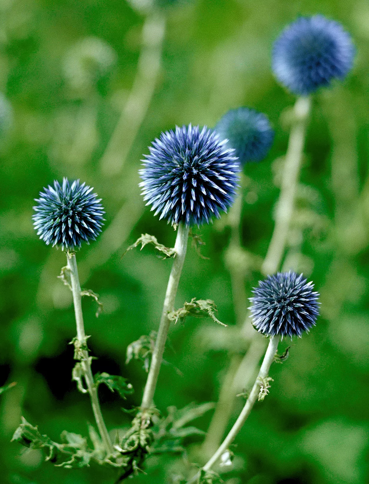 Chardon globe Echinops bannaticus 'Blue Glow'