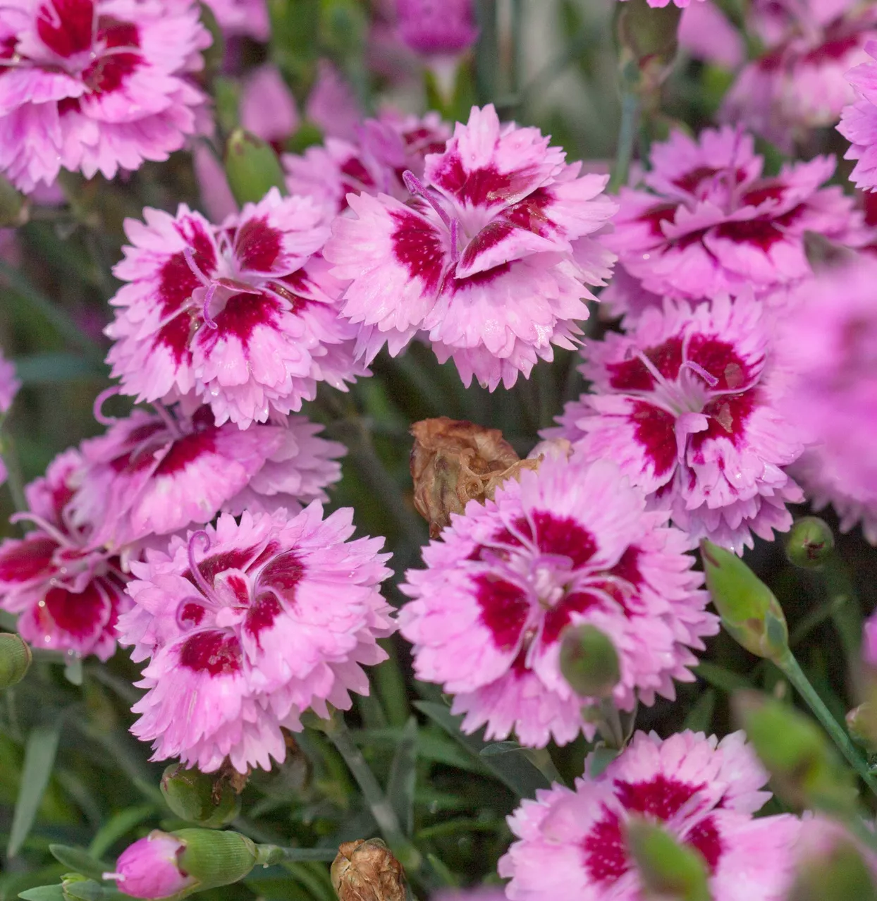 EverLast dianthus