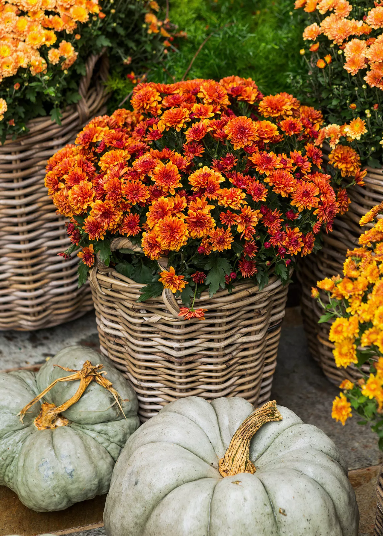 baskets de fleurs d'automne avec des courges vertes