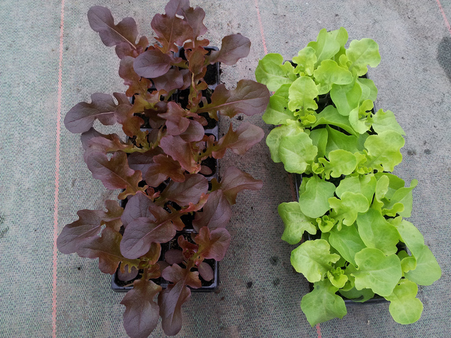 Jeunes plants de laitues feuille de chêne rouge et blonde