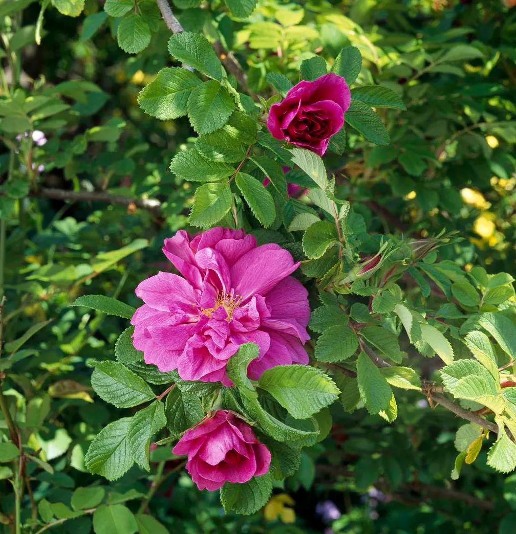 Hansa Rose Rugosa avec des fleurs rouge-violet